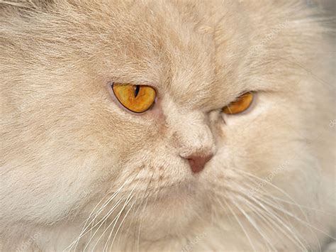 Persian Cat With Orange Eyes — Stock Photo © Galoczka 1712179
