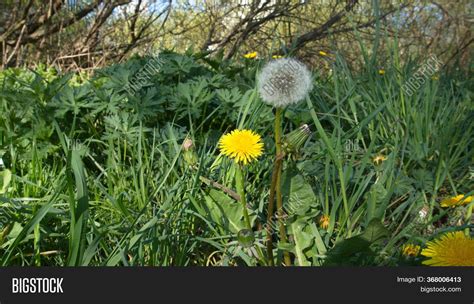 Yellow Dandelions Image And Photo Free Trial Bigstock