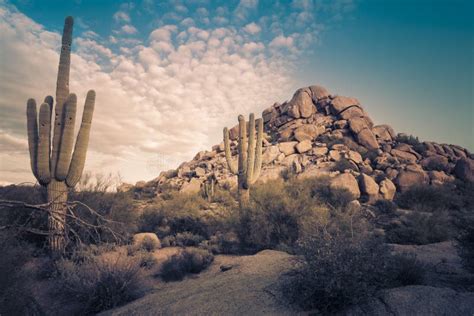 Arizona Desert Cactus Tree Landscape Stock Photo Image Of Dramatic