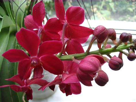 Orchideeën Vereniging Kring Den Haag Welkom Orchideeën