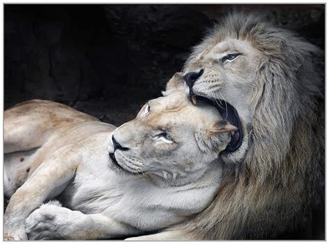 White Lions In Love By Klaus Wiese On 500px Most Beautiful Animals