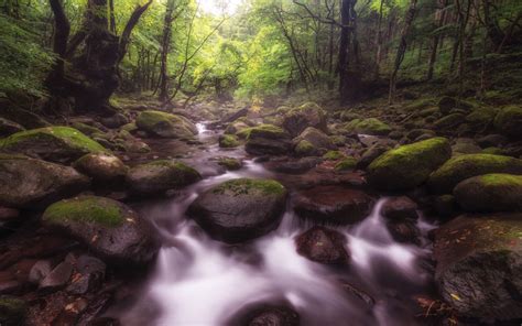 Shojinsawa Tochigi Japan Mountain River Stream Rocky Trough Green Moss