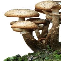 cropped-home-mushroom - Michigan Mushroom Hunters Club