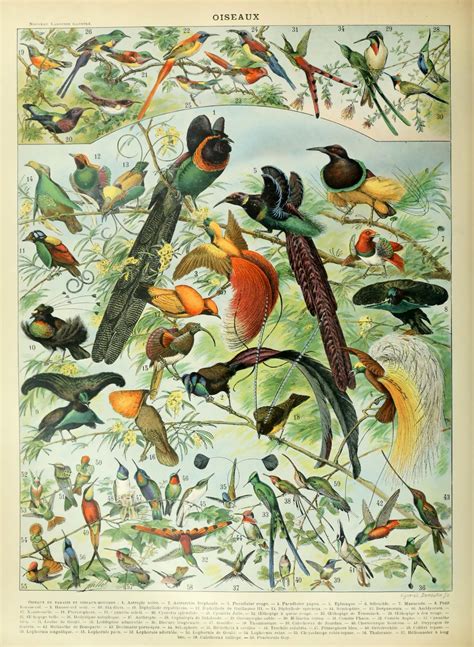 Birds Vintage Art Print Poza Gratuite Public Domain Pictures