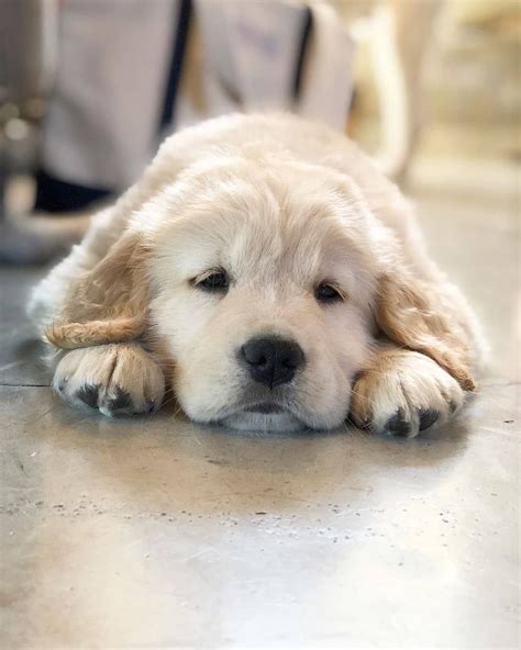 Golden Retrievers On Instagram Being This Cute Is Exhausting 😪