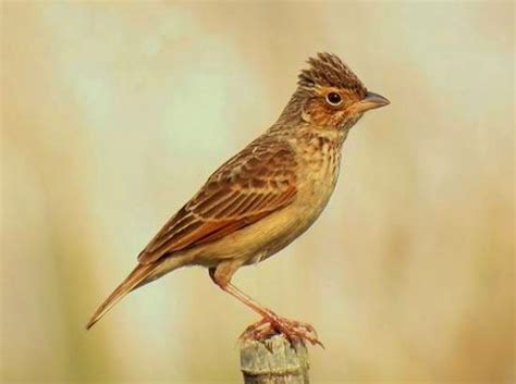 Burung ini menjadi ciri khas tersendiri bagi wilayah padang rumput di australia dan beberapa. Tips Cara Merawat Burung Branjangan Suara Nyaring Gacor ~ FOTO BURUNG KICAU