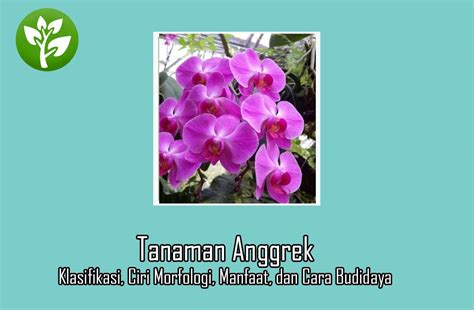 Memiliki daun yang lebar tetapi tipis. Tanaman Anggrek, Klasifikasi, Ciri Morfologi, Manfaat, dan ...