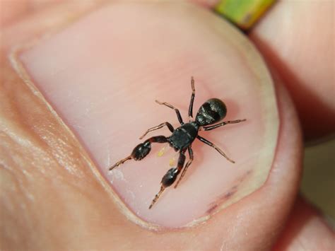 Ant Mimicking Spider At Wallaman Falls North Queensland