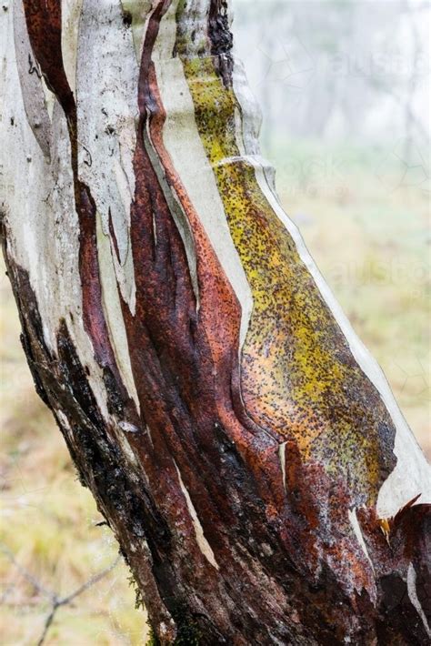 Image Of Close Up Of Gum Tree Trunk With Peeling Red Bark And Green