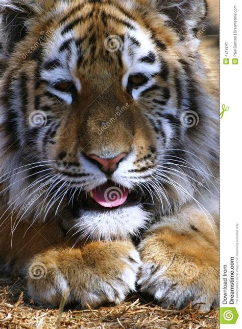 Tiger Cub Sticking Tongue Out Stock Image Image Of Asian Mammal 4219241
