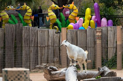 Goats At Play Reid Park Zoo
