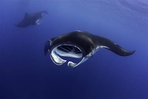 Discover Amazing Manta Ray Facts
