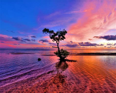 Sea Ocean Red Sunset Tree Beautiful Horizon Blue Clouds Reflection