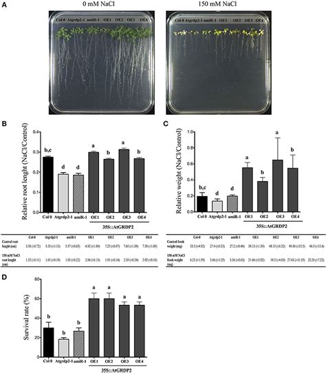 Effect Of Salt Stress On Arabidopsis Col 0 Atgrdp2 1 Amir 1 And