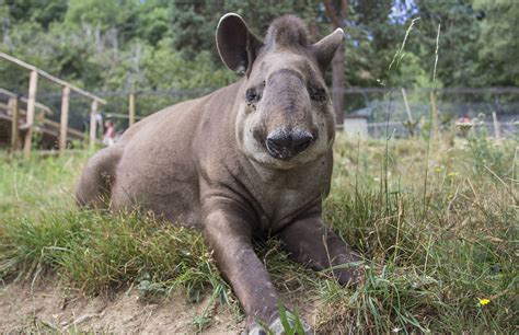 south american tapir parc animalier dauvergne
