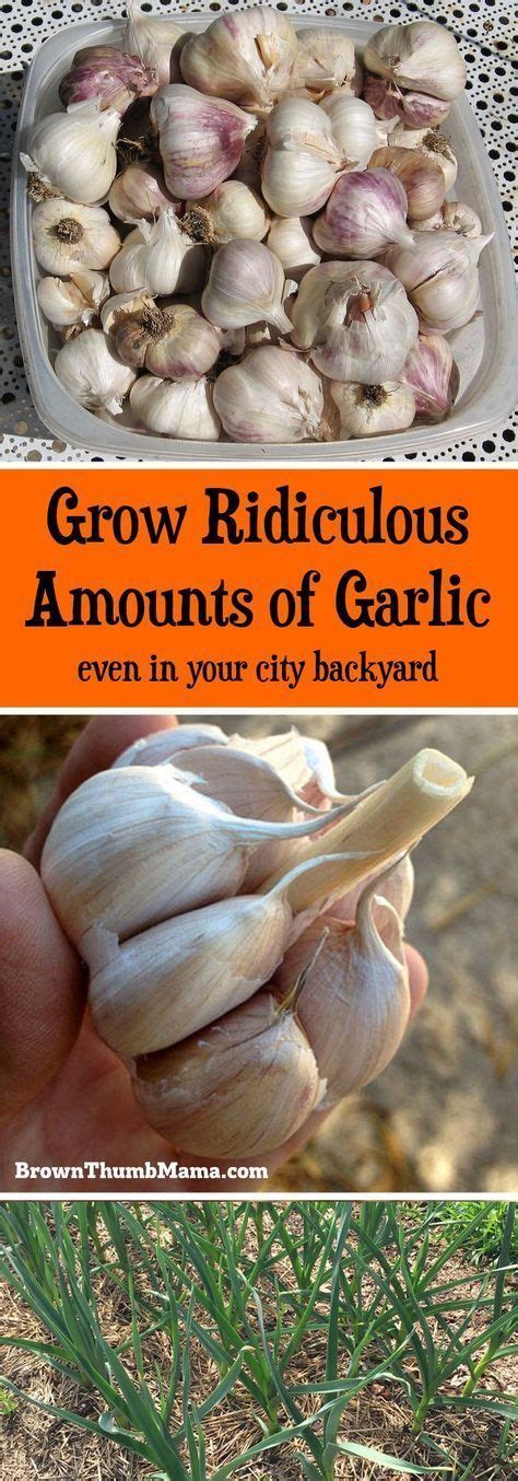 We did not find results for: How to Plant & Grow Garlic | Veggie garden, Veg garden ...