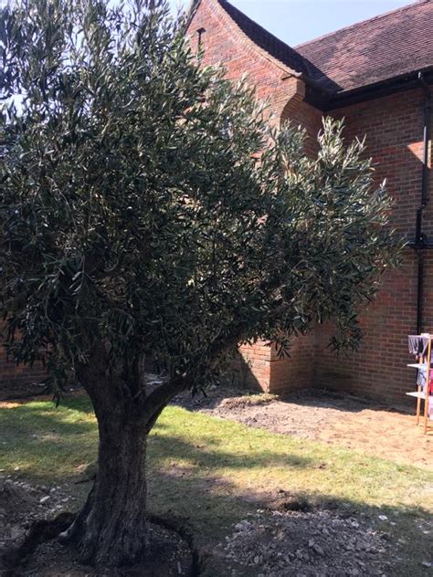 How To Bring An Olive Tree Back To Life The Norfolk Olive Tree Company