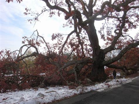 reader photos the aftermath of the northeastern october snowstorm finegardening