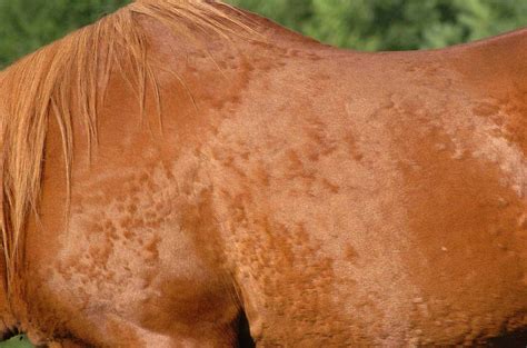Common Equine Skin Conditions The Horse