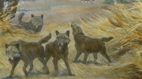 10 Fierce Facts About Dire Wolves Mental Floss