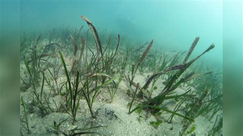 Posidonia Australis Australian Seaweed