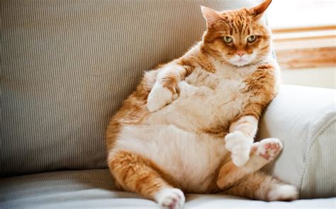 In this article, we will go through what the best cat food for diabetic cats is, as well as some tips on a cat who walks with his back legs flat on the ground may have developed diabetic neuropathy due to the loss of nerve function in their hind legs. Feline Diabetes Mellitus - Lodi Veterinary Care
