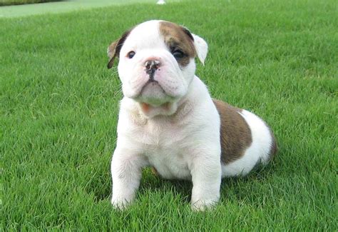 Cute bulldog babies seeking a happy place they can call home they are all home trained and vet checked.currently­ on spray and shots. Healthy Male and Female English bulldog puppies for ...