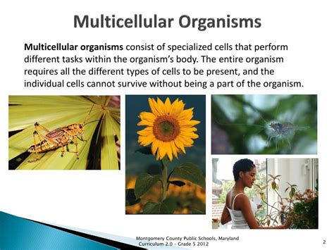 Ppt Multicellular Organisms Powerpoint Presentation Free Download