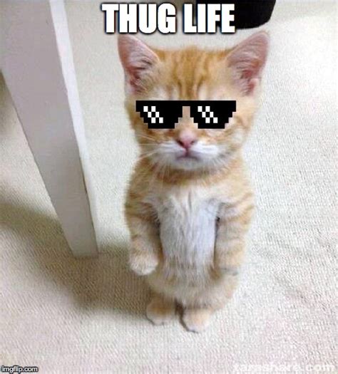 Thug Life Cat Picture Frikilo Quesea