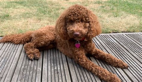 Miniature Poodle Dog Breed Guide Borrowmydoggy