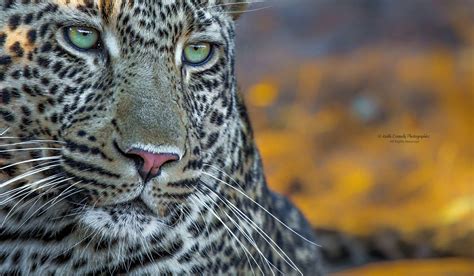Pin By Adry On Naturaleza Salvaje Wilderness Wild Cats Large Animals