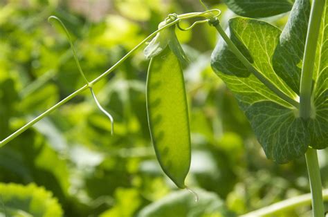 Growing Snow Peas And Sugar Snaps In Western Australia Agriculture And Food