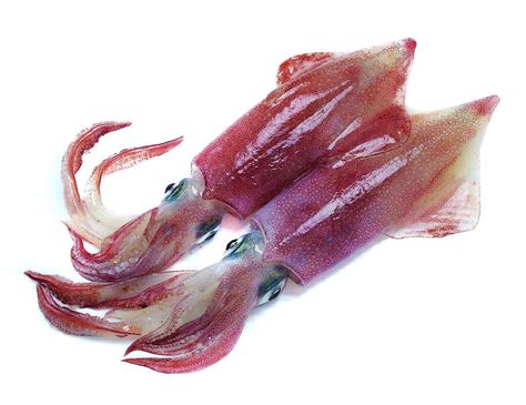 Spain to Falklands squid trade could be devastated by ...