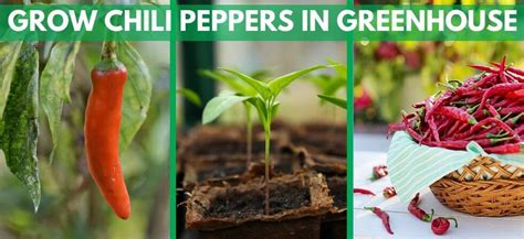 How To Grow Chili Peppers In Greenhouse Greenhouse Chilies Guide