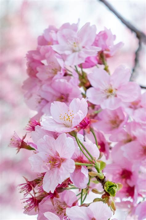 Pink Cherry Blossom High Quality Nature Stock Photos ~ Creative Market