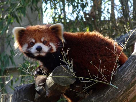 Angry Red Panda — Weasyl