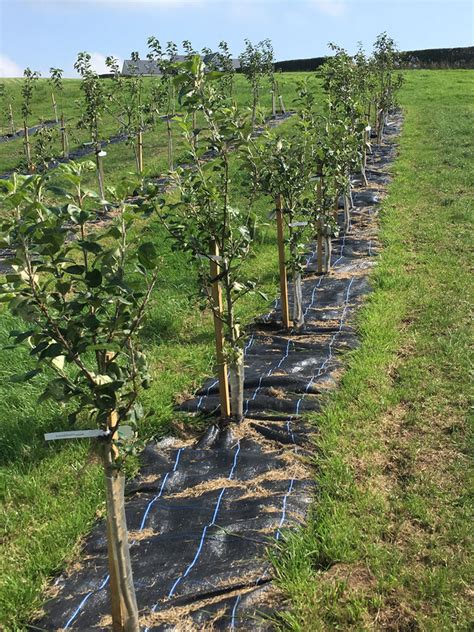 Planting Easy To Manage Orchards