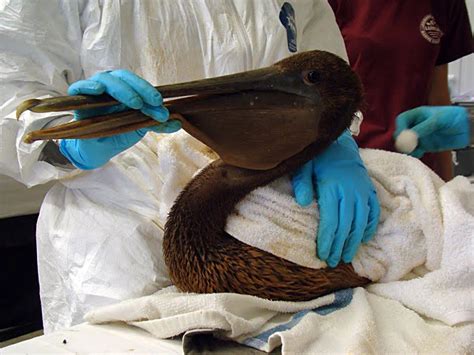 New Gulf Update Oiled Bird Numbers Increase International Bird Rescue