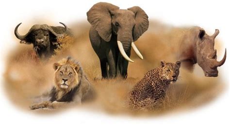 Big Five Animals ~ Africa Big Five Animals ~ List Of Big