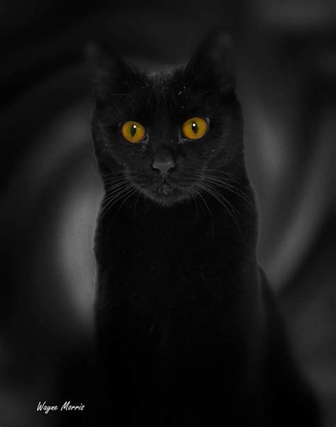 Pin By Schaefdesigns On Black Cats Are Good Luck Black Cat Art Crazy