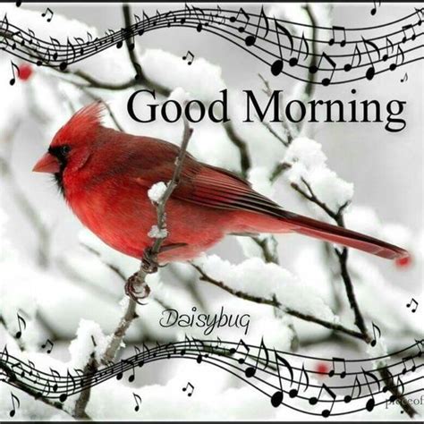 Winter Cardinal Morning Quote Pictures Photos And Images