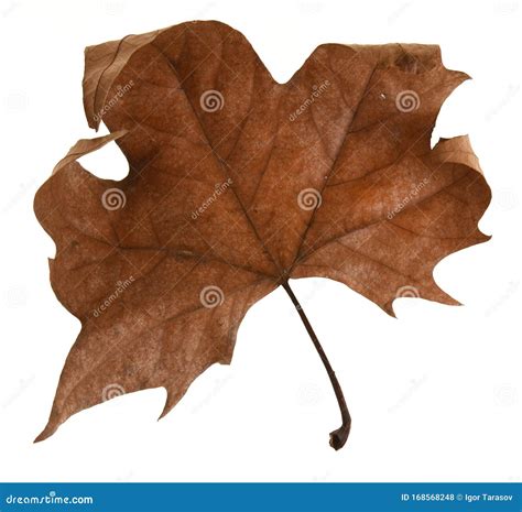 Dry Maple Leaf Isolated On White Background Stock Photo Image Of