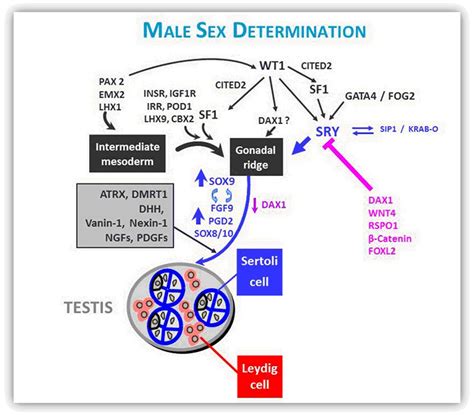 Figure 5 Male Sex Determination Endotext