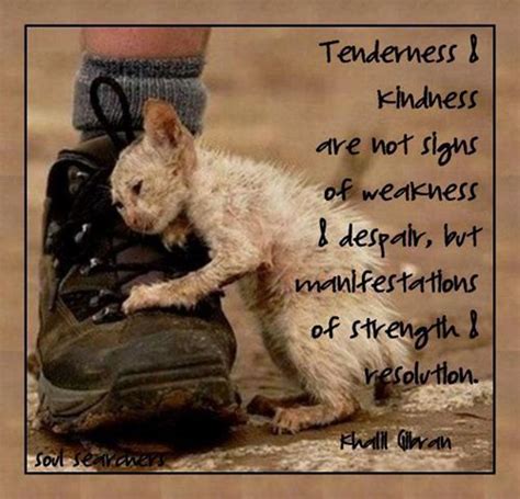 Animal Lover Quotes. QuotesGram