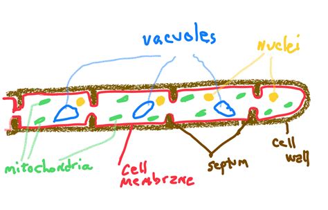 Mushroom Cell Structure