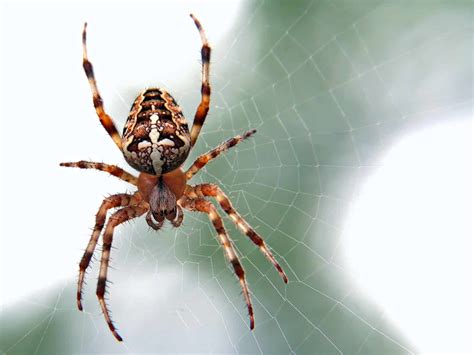 19 Types Of Spiders In Ohio And Where To Find Them