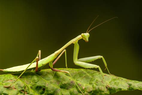 Praying Mantis Species To Keep As Pets Ranked By Difficulty