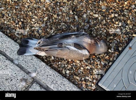 Dead Pigeon Lying On The Ground Stock Photo Alamy