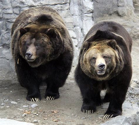 Grizzly Bears At The Central Park Zoo