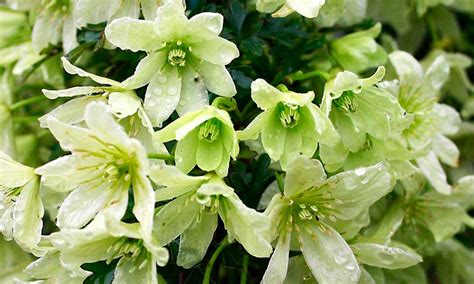 Buy Three Hardy Evergreen Clematis In Bud For £2999 With Free Delivery